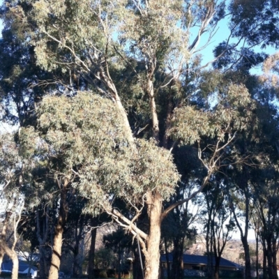 Eucalyptus melliodora (Yellow Box) at Garran, ACT - 4 Jun 2017 by ruthkerruish