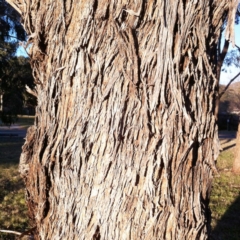 Eucalyptus melliodora at Garran, ACT - 4 Jun 2017