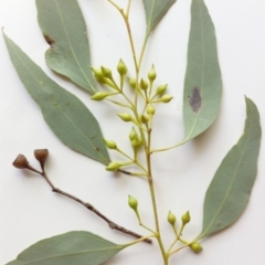 Eucalyptus melliodora at Red Hill to Yarralumla Creek - 4 Jun 2017