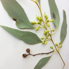 Eucalyptus melliodora at Red Hill to Yarralumla Creek - 4 Jun 2017