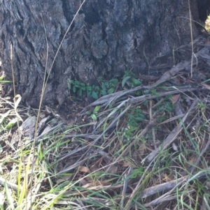 Festuca arundinacea at Garran, ACT - 4 Jun 2017