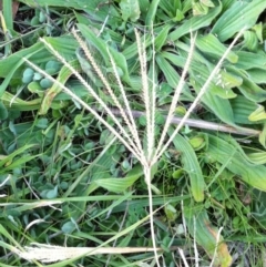 Chloris truncata (Windmill Grass) at Garran, ACT - 3 Jun 2017 by ruthkerruish