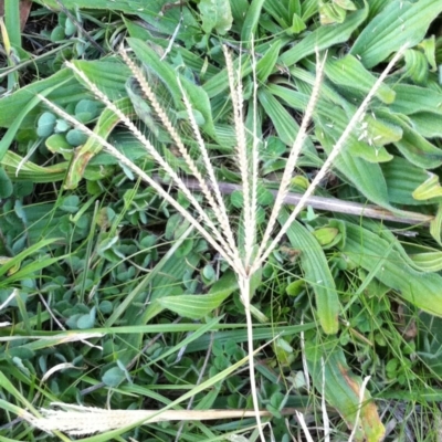 Chloris truncata (Windmill Grass) at Garran, ACT - 4 Jun 2017 by ruthkerruish