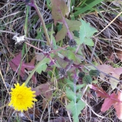 Sonchus oleraceus (Annual Sowthistle) at Hughes Garran Woodland - 4 May 2017 by ruthkerruish