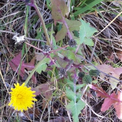 Sonchus oleraceus (Annual Sowthistle) at Hughes Garran Woodland - 4 May 2017 by ruthkerruish