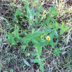 Sonchus oleraceus at Garran, ACT - 5 May 2017 12:00 AM