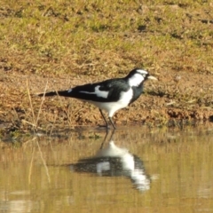 Grallina cyanoleuca (Magpie-lark) at Kambah, ACT - 3 Jun 2017 by michaelb