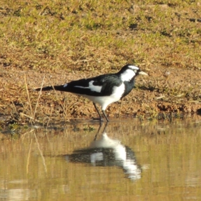 Grallina cyanoleuca (Magpie-lark) at Kambah, ACT - 3 Jun 2017 by MichaelBedingfield