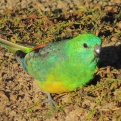 Psephotus haematonotus (Red-rumped Parrot) at Kambah, ACT - 3 Jun 2017 by MichaelBedingfield