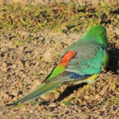 Psephotus haematonotus at Kambah, ACT - 3 Jun 2017