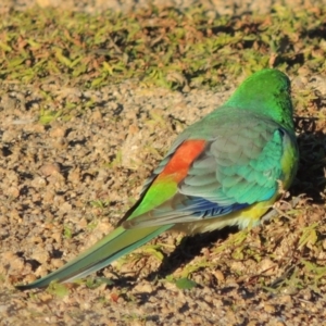 Psephotus haematonotus at Kambah, ACT - 3 Jun 2017