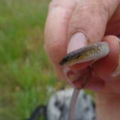 Delma impar (Striped Legless-lizard) at Barton, ACT - 23 Nov 2016 by david.moore