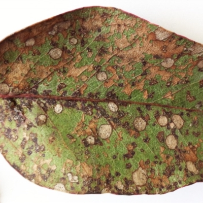 Leaf spot fungus at Red Hill to Yarralumla Creek - 19 May 2017 by ruthkerruish