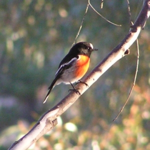 Petroica boodang at Kambah, ACT - 4 Jun 2017