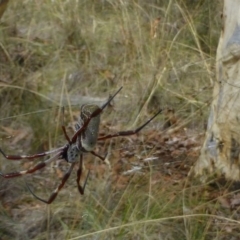 Trichonephila edulis (Golden orb weaver) at Bruce, ACT - 17 Feb 2015 by RWPurdie