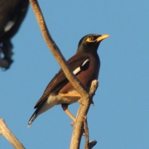 Acridotheres tristis at Kambah, ACT - 3 Jun 2017 06:09 PM