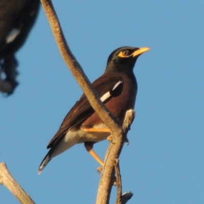 Acridotheres tristis (Common Myna) at Urambi Hills - 3 Jun 2017 by michaelb