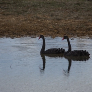 Cygnus atratus at Murrumbateman, NSW - 6 Jun 2017