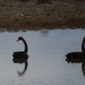 Cygnus atratus at Murrumbateman, NSW - 6 Jun 2017