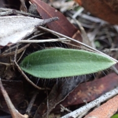 Glossodia major (Wax Lip Orchid) at Black Mountain - 27 May 2017 by DerekC