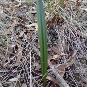 Calochilus sp. at Bruce, ACT - 27 May 2017