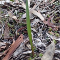 Calochilus sp. at Bruce, ACT - 27 May 2017