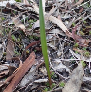 Calochilus sp. at Bruce, ACT - 27 May 2017