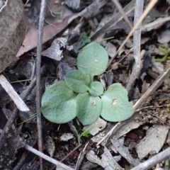 Diplodium sp. at Black Mountain - 27 May 2017 by DerekC