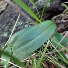 Chiloglottis sp. (A Bird/Wasp Orchid) at Black Mountain - 27 May 2017 by DerekC