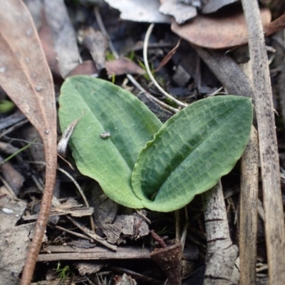 Chiloglottis trapeziformis (Diamond Ant Orchid) at Black Mountain - 27 May 2017 by DerekC
