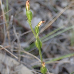 Speculantha rubescens at Aranda, ACT - 27 May 2017