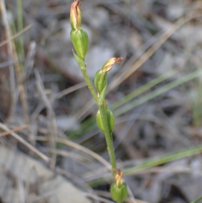 Speculantha rubescens (Blushing Tiny Greenhood) at Aranda Bushland - 27 May 2017 by DerekC