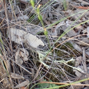 Speculantha rubescens at Aranda, ACT - 27 May 2017