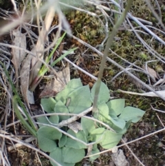 Speculantha rubescens at Aranda, ACT - 27 May 2017