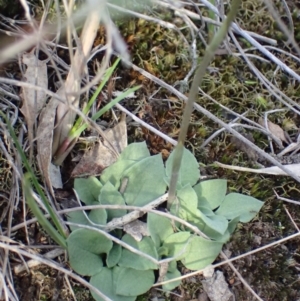 Speculantha rubescens at Aranda, ACT - 27 May 2017