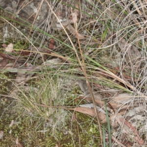 Calochilus sp. at Acton, ACT - 31 May 2017