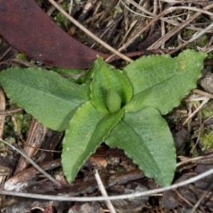 Pterostylis nutans at Acton, ACT - 31 May 2017