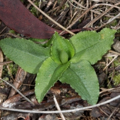 Pterostylis nutans (Nodding Greenhood) at Black Mountain - 31 May 2017 by DerekC