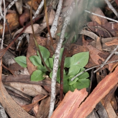 Speculantha rubescens (Blushing Tiny Greenhood) at Gungahlin, ACT - 29 May 2017 by DerekC