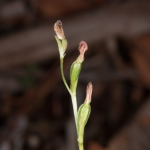 Speculantha rubescens at Gungahlin, ACT - 29 May 2017