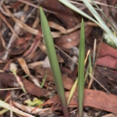 Calochilus sp. at Gungaderra Grasslands - 29 May 2017 by DerekC