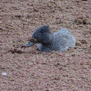 Stictonetta naevosa at Fyshwick, ACT - 6 Jun 2017