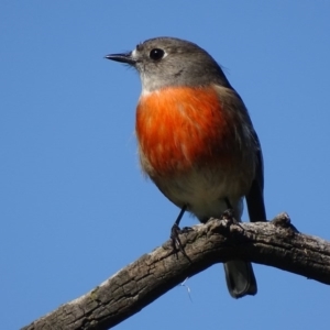 Petroica boodang at Majura, ACT - 3 May 2017