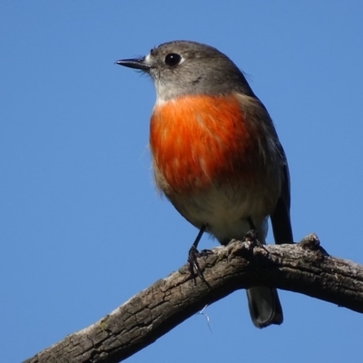 Petroica boodang (Scarlet Robin) at Majura, ACT - 3 May 2017 by roymcd