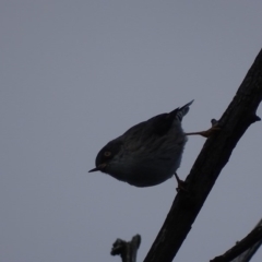 Daphoenositta chrysoptera (Varied Sittella) at Symonston, ACT - 3 May 2017 by roymcd