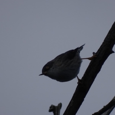 Daphoenositta chrysoptera (Varied Sittella) at Callum Brae - 3 May 2017 by roymcd