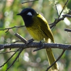 Nesoptilotis leucotis (White-eared Honeyeater) at Red Hill Nature Reserve - 30 Apr 2017 by roymcd