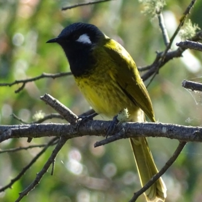 Nesoptilotis leucotis (White-eared Honeyeater) at Red Hill Nature Reserve - 30 Apr 2017 by roymcd