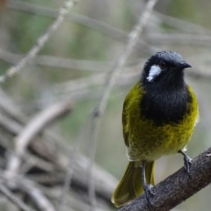 Nesoptilotis leucotis at Garran, ACT - 4 May 2017 03:24 PM