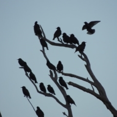 Sturnus vulgaris at Kambah, ACT - 3 Jun 2017